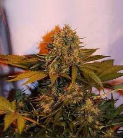 Auto Big Bud > Linda Seeds | NUESTRAS RECOMENDACIONES DE SEMILLAS DE MARIHUANA  |  Semillas Baratas